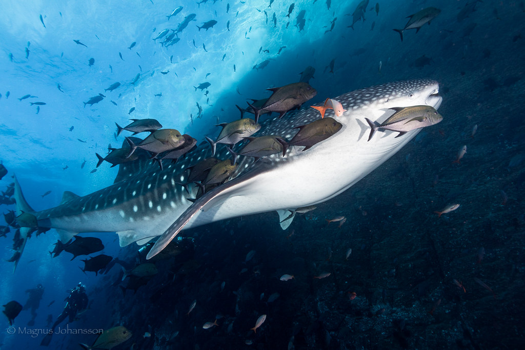 Rhincodon typus