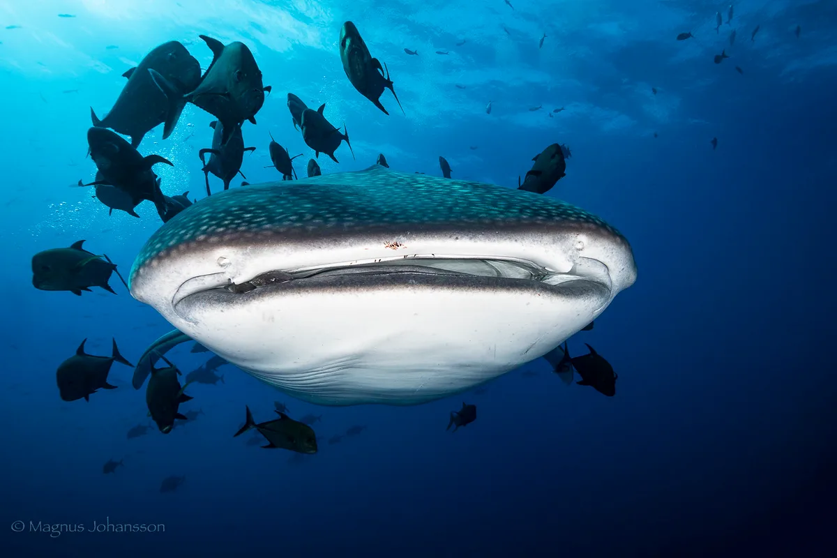 Rhincodon typus
