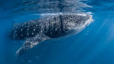 Whale shark - Requin baleine (Rhincodon typus)