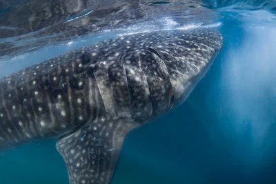 Whale shark - Requin baleine (Rhincodon typus)