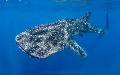 Whale Shark - Rhincodon typus, Isla Mujeres, Mexico