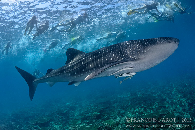 Whaleshark´s Frenzy