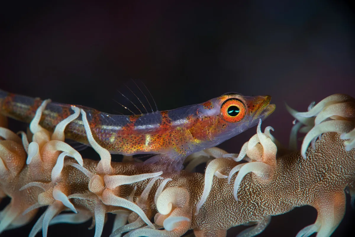 Whip Coral Goby