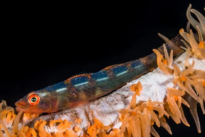 Whip Coral Goby