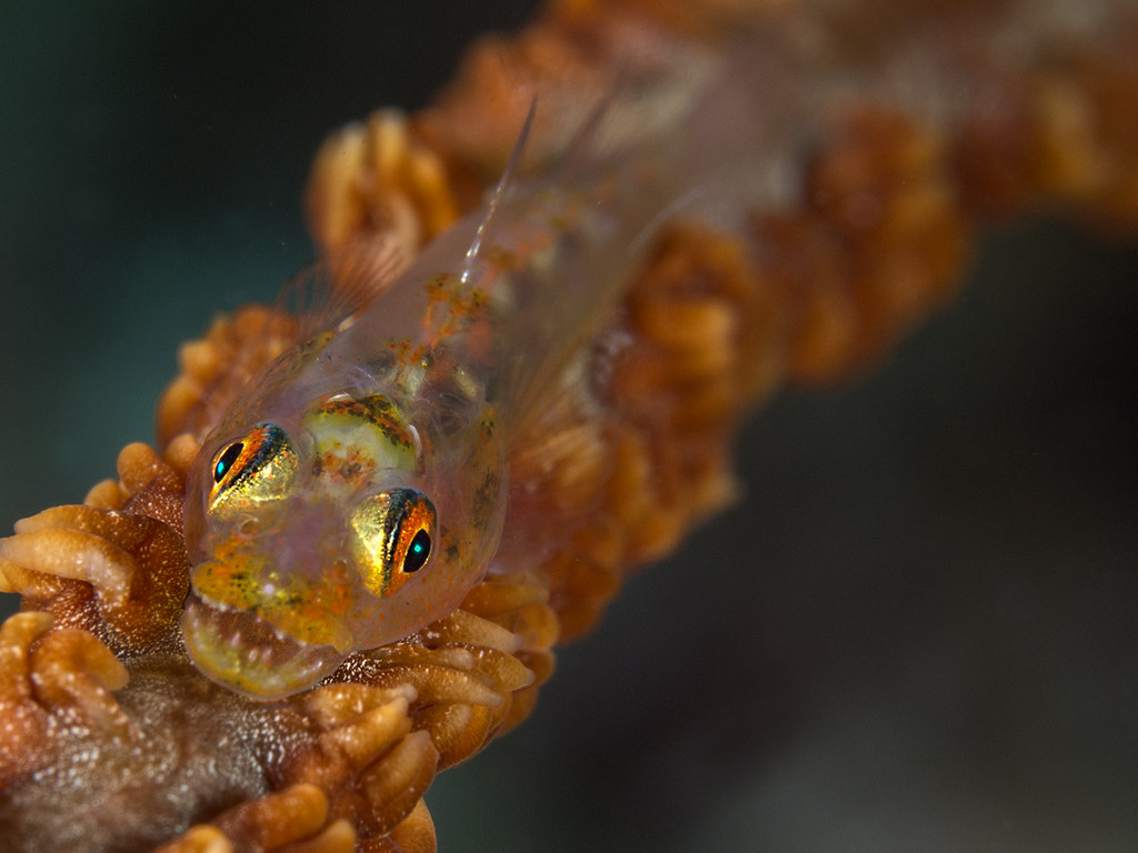 Bryaninops yongei