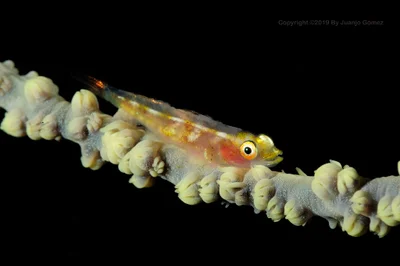 Bryaninops yongei