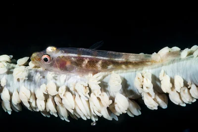 Wire coral goby - Bryaninops yongei