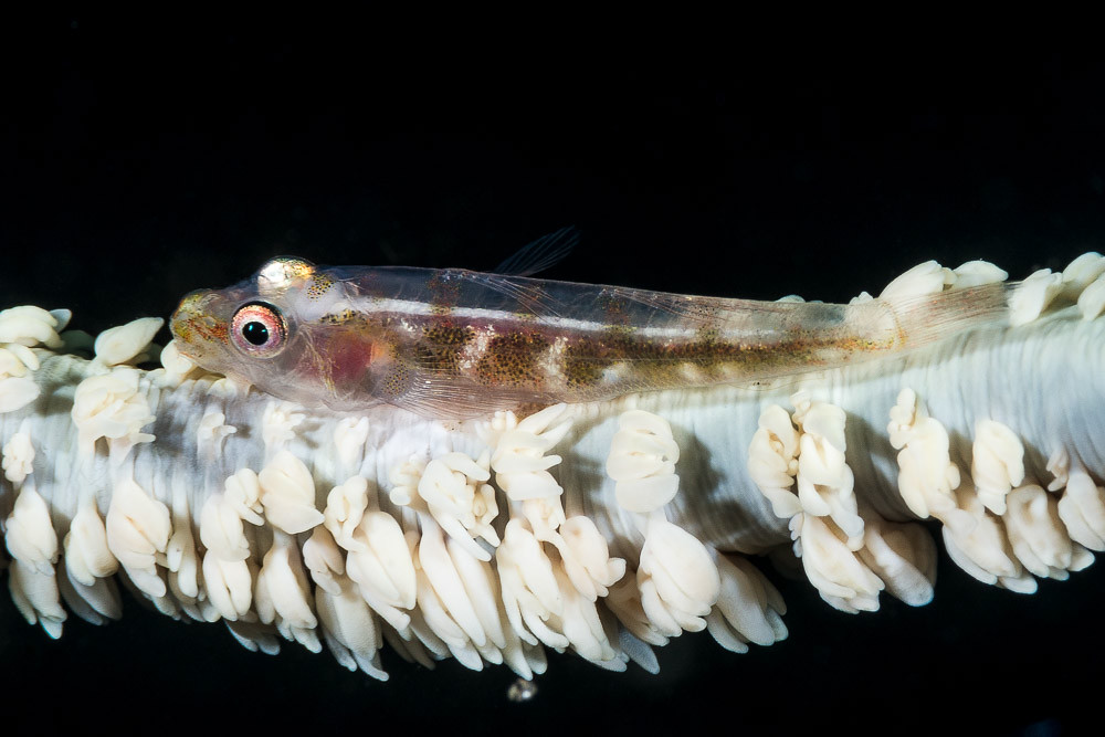 Wire coral goby - Bryaninops yongei