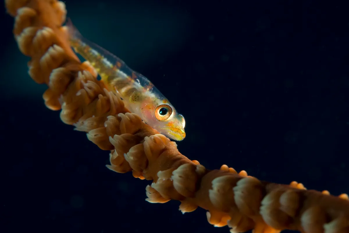 Bryaninops yongei