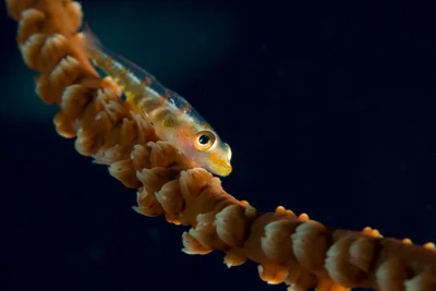 Bryaninops yongei