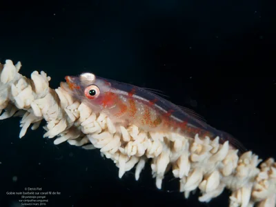 Bryaninops yongei