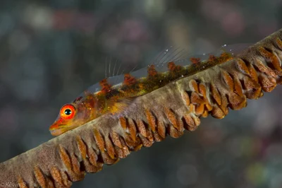 Bryaninops yongei