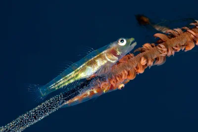 Whip Coral Goby - Bryaninops yongei