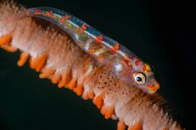 Whip Coral Goby.jpg
