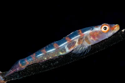 Wire Coral Goby - Bryaninops yongei