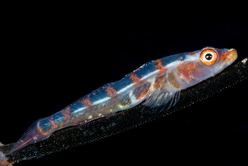 Wire Coral Goby - Bryaninops yongei