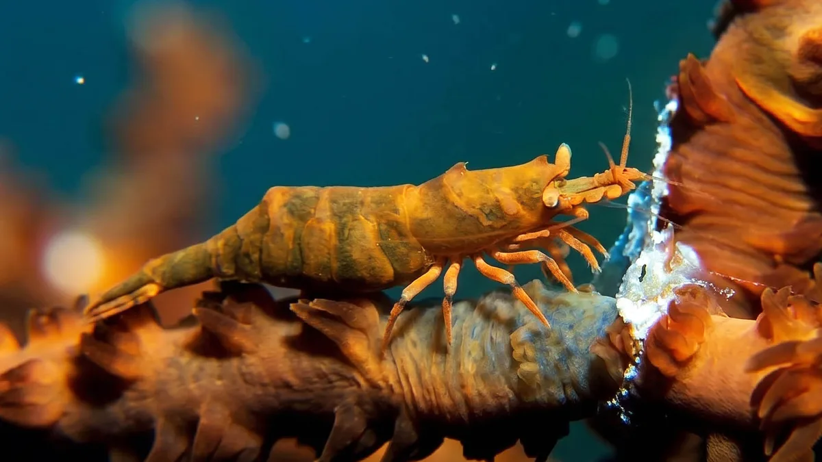 Whip Coral Shrimp