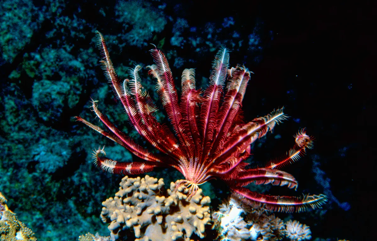 Haarstern. Dichrometra flagellata
