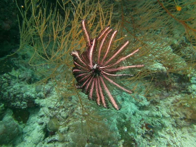 Langarmiger Federstern (Dichrometra flagellata) (1)