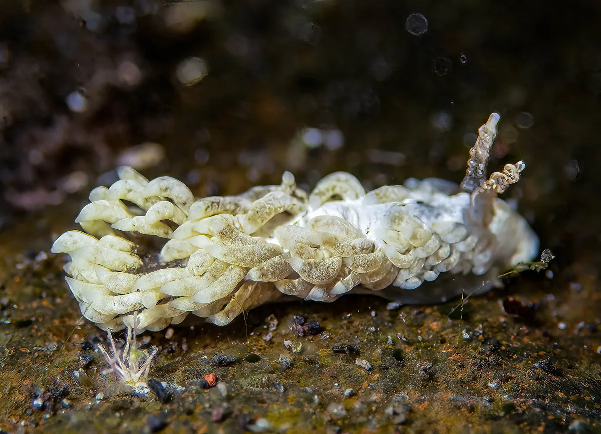Bulbaeolidia alba_