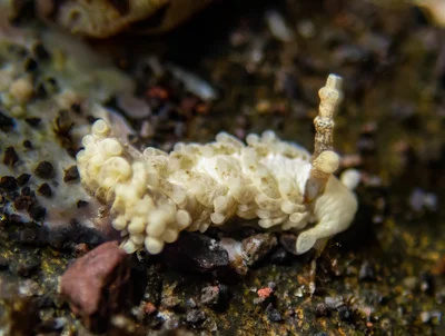 Bulbaeolidia alba