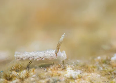 Bulbaeolidia alba