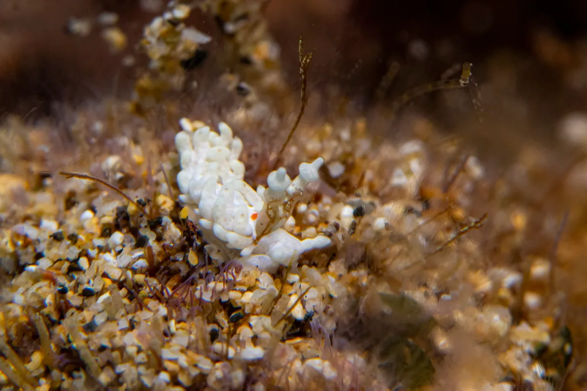 nudibranch1Mar22-22