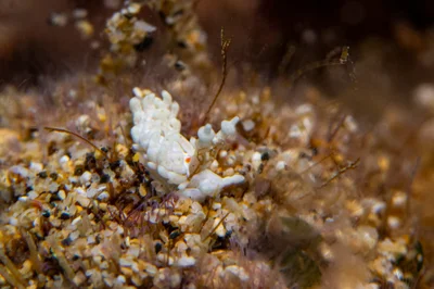 nudibranch1Mar22-22