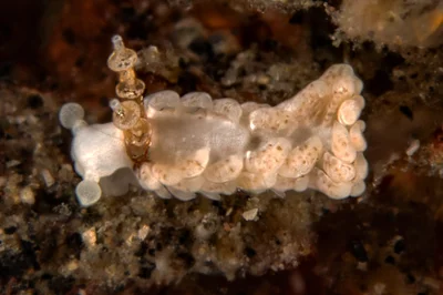Bulbaeolidia alba
