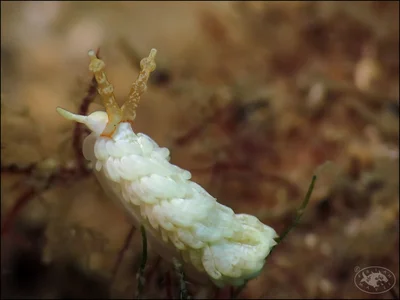 Nudibranch (Bulbaeolidia alba)