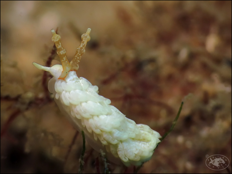 Nudibranch (Bulbaeolidia alba)