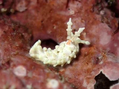Bulbaeolidia alba
