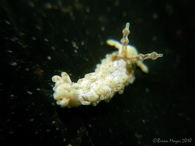 Nudibranch (Bulbaeolidia alba)