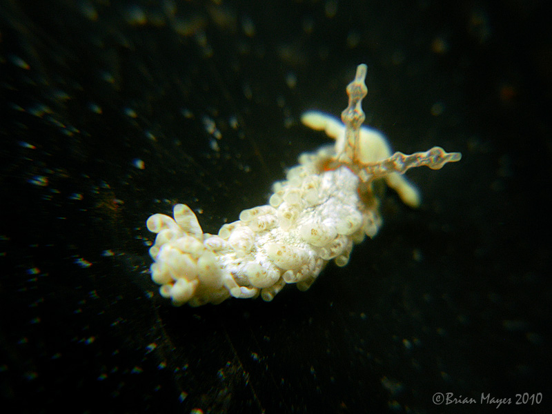 Nudibranch (Bulbaeolidia alba)