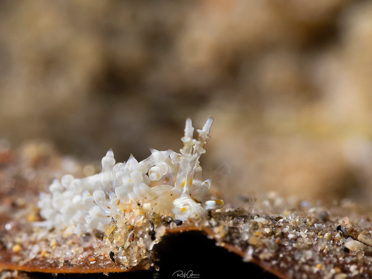 Bulbaeolidia alba - Aeolidiella alba