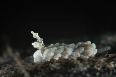 Brown-Stripe Aeolid / Bulbaeolidia alba