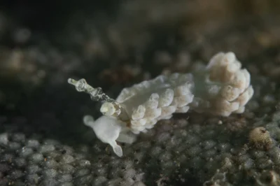 Brown-Stripe Aeolid / Bulbaeolidia alba