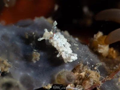 Bulbaeolidia alba - Lembeh Strait, Indonésie