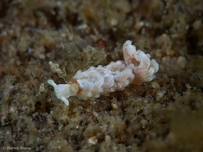 Bulbaeolidia alba - Caloundra - Kawana, Queensland, Australia