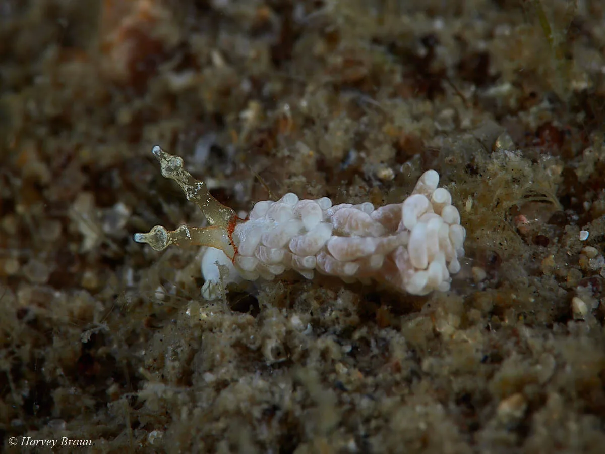 Bulbaeolidia alba - Caloundra - Kawana, Queensland, Australia