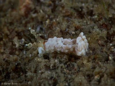 Bulbaeolidia alba - Caloundra - Kawana, Queensland, Australia