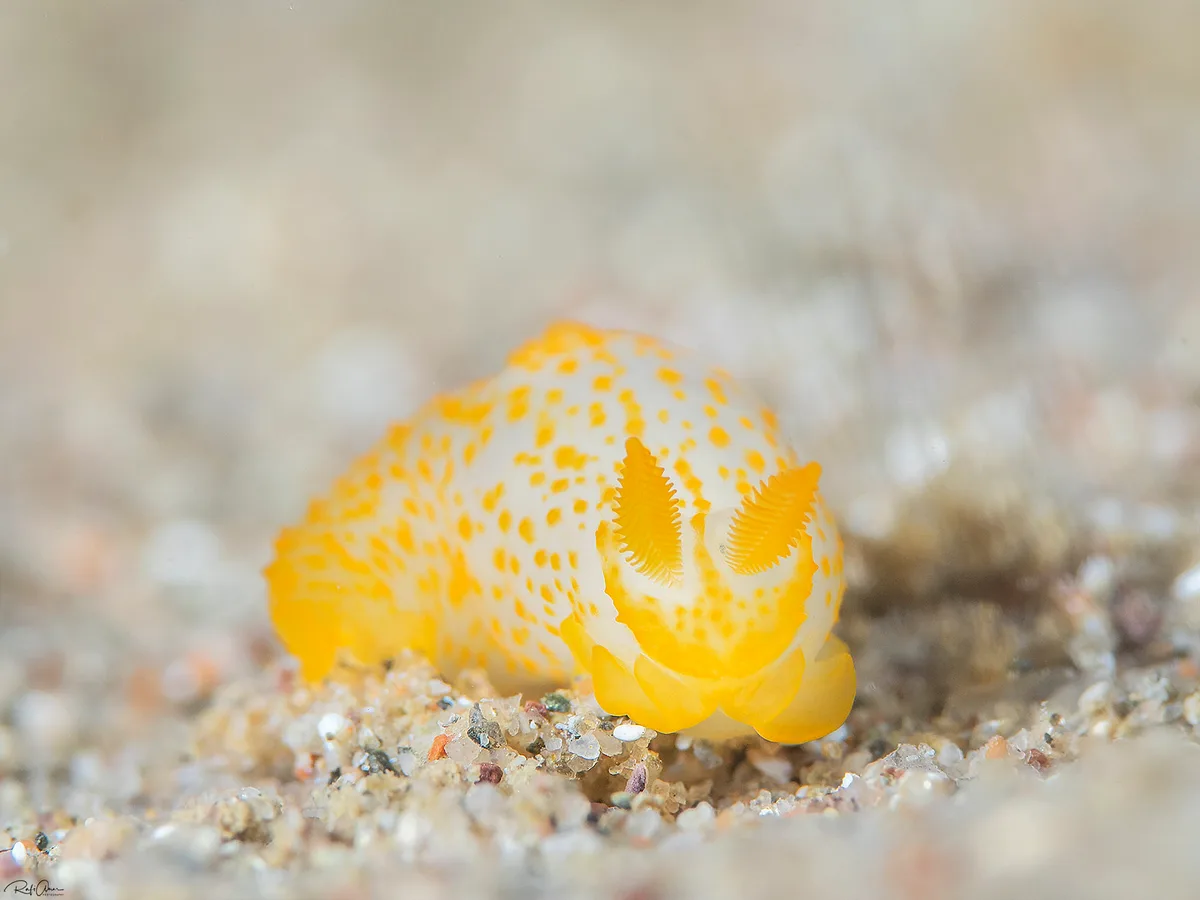 Orange-spotted Gymnodoris - Gymnodoris alba