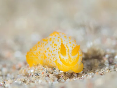 Orange-spotted Gymnodoris - Gymnodoris alba