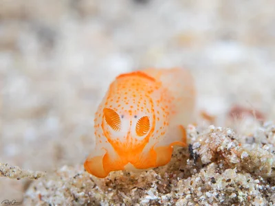 Orange-spotted Gymnodoris - Gymnodoris alba