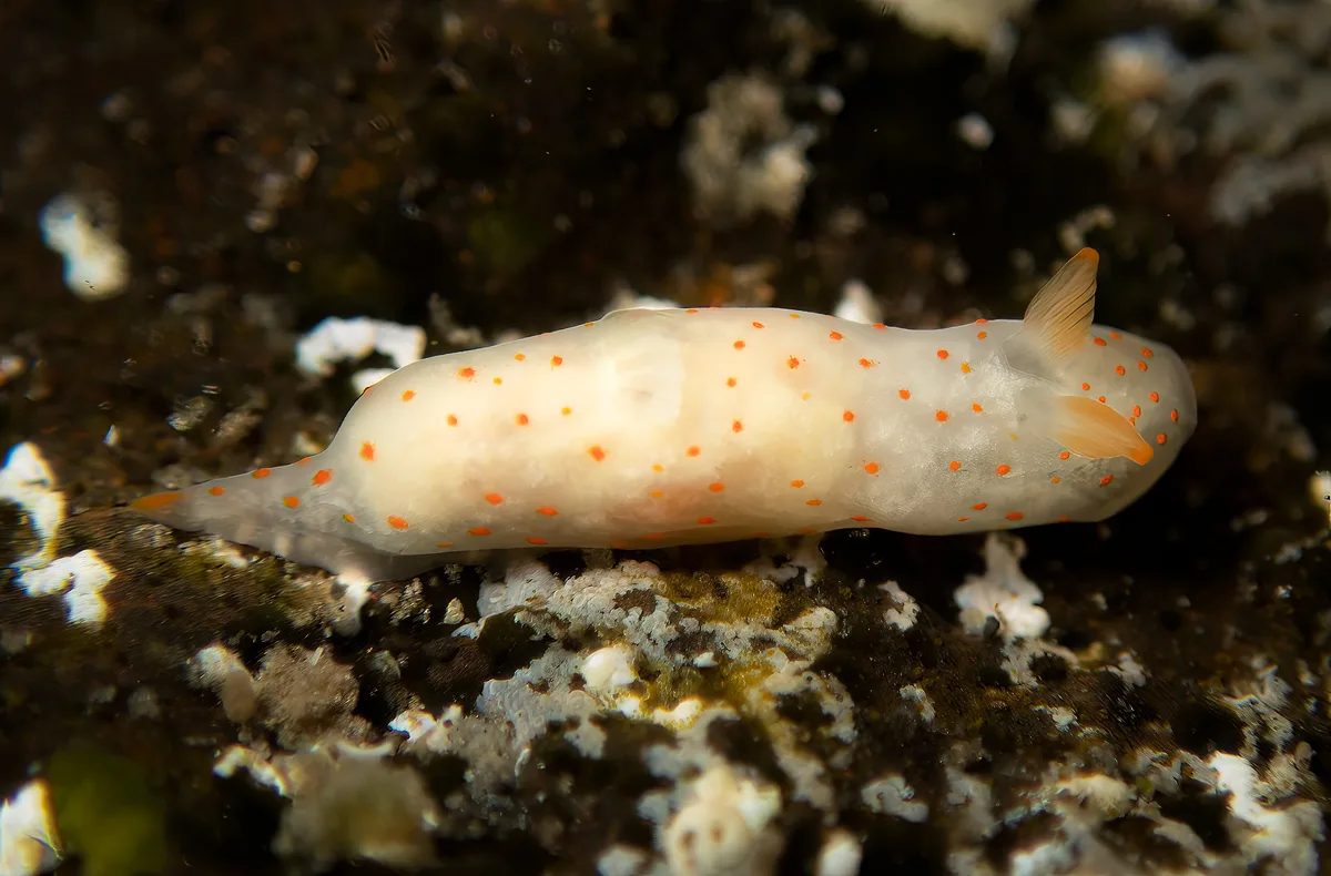 Gymnodoris alba 5mm (new species for me)