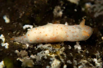 Gymnodoris alba 5mm (new species for me)