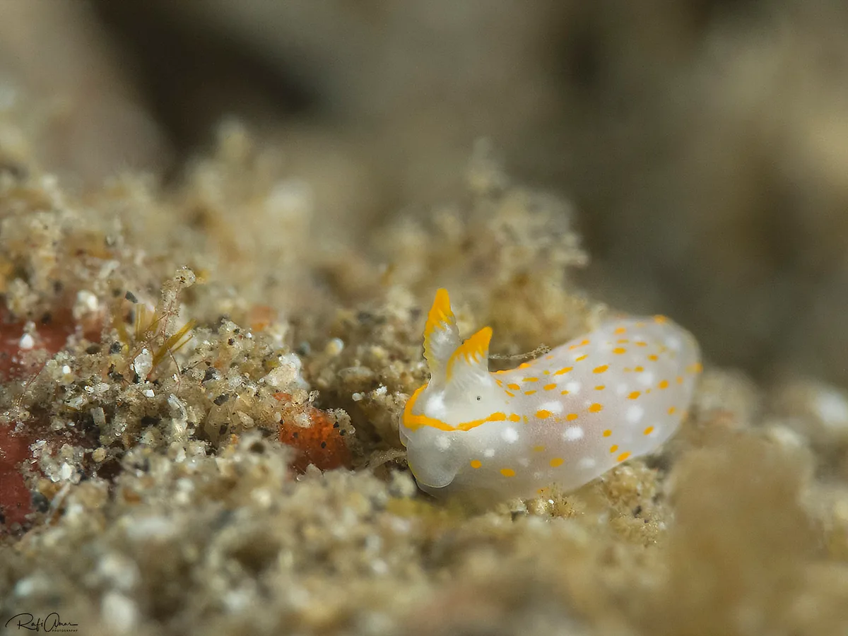 Gymnodoris sp.