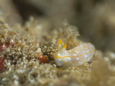 Gymnodoris sp.