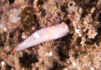 Gymnodoris alba nudibranch - tiny tot #marineexplorer