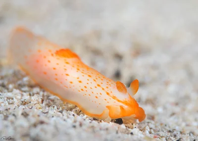 Orange-spotted Gymnodoris - Gymnodoris alba